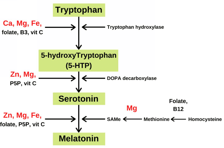 Sự tổng hợp Serotonin và Melatonin